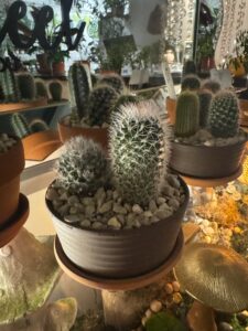 Cactus Garden