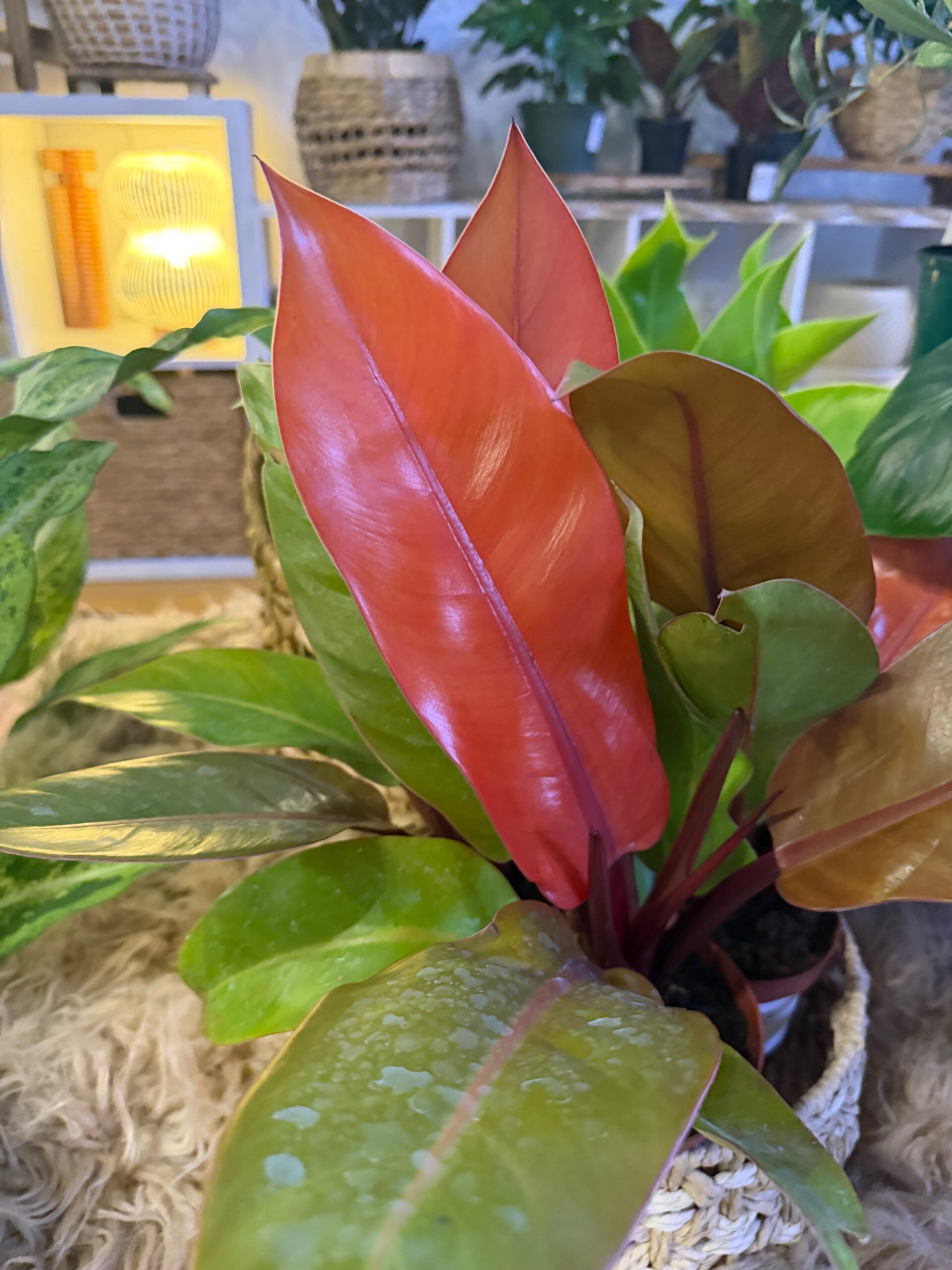Philodendron